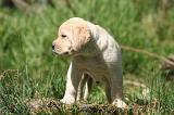 LABRADOR 1152